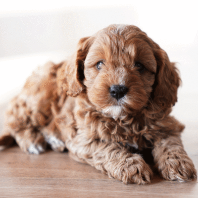 Cavoodle Puppies For Sale | Toy Cavoodles Melbourne | Urban Puppies