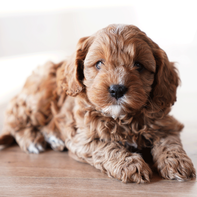 Cavoodle Puppies For Sale 