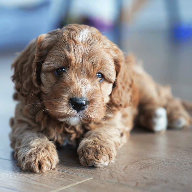 Cavoodle Puppies For Sale | Toy Cavoodles Melbourne | Urban Puppies