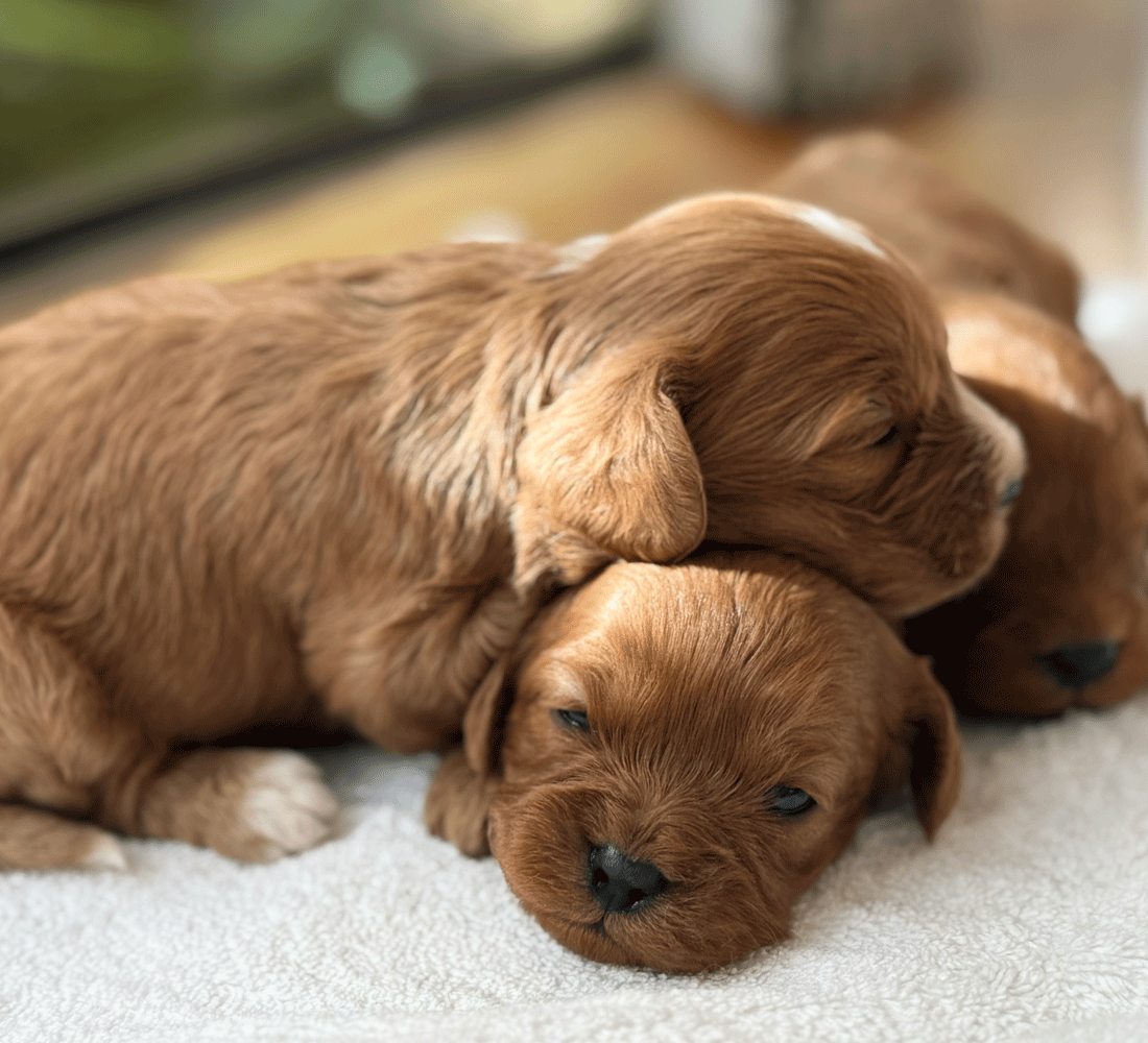 puppies-for-sale-urban-puppies-melbourne-victoria-boys-1