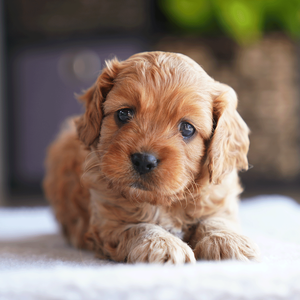 cavoodle-puppies-for-sale-toy-cavoodles-melbourne-urban-puppies