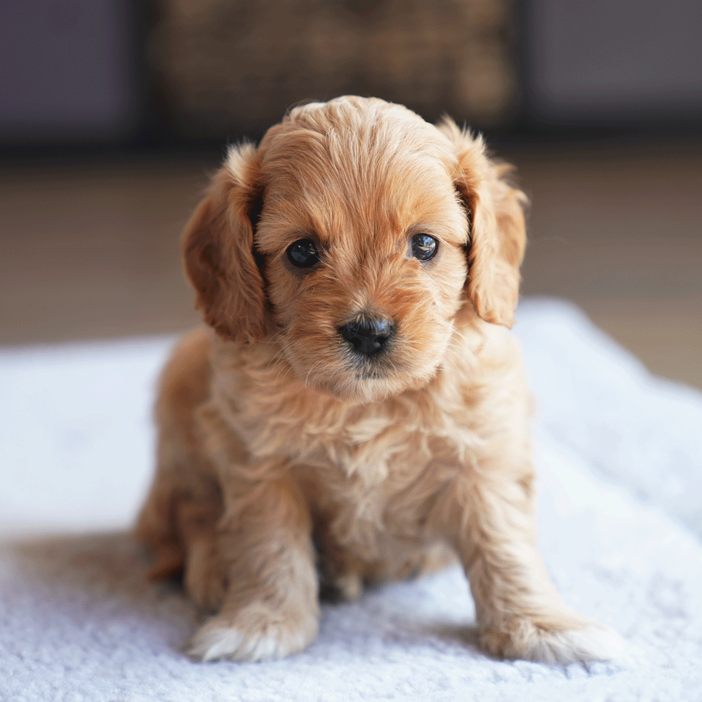 cavoodle-puppies-for-sale-toy-cavoodles-melbourne-urban-puppies