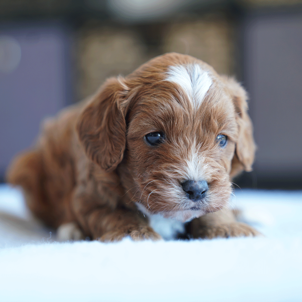 cavoodle-toy-puppies-for-sale-urban-puppies-melbourne-victoria-b1a