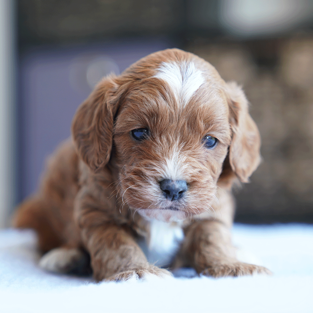 cavoodle-toy-puppies-for-sale-urban-puppies-melbourne-victoria-b1c
