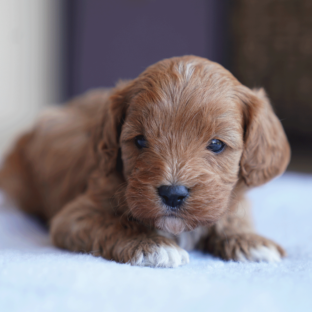cavoodle-toy-puppies-for-sale-urban-puppies-melbourne-victoria-b2a