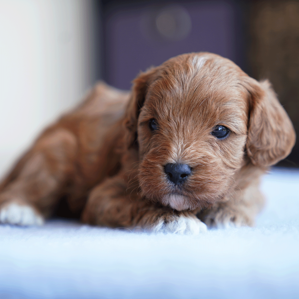 cavoodle-toy-puppies-for-sale-urban-puppies-melbourne-victoria-b2b