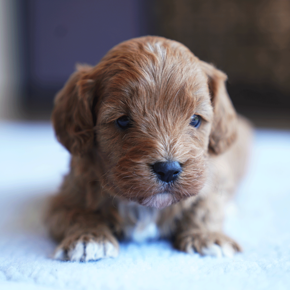 cavoodle-toy-puppies-for-sale-urban-puppies-melbourne-victoria-b2c