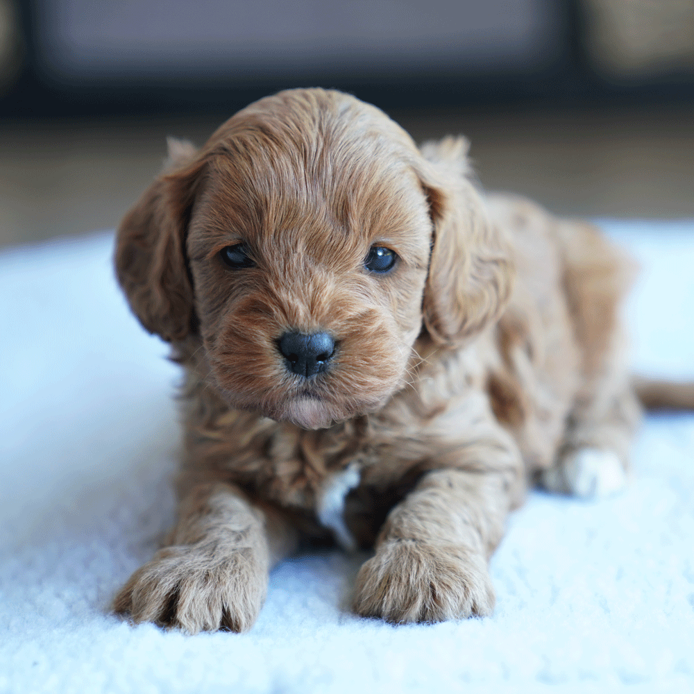 cavoodle-toy-puppies-for-sale-urban-puppies-melbourne-victoria-b3a