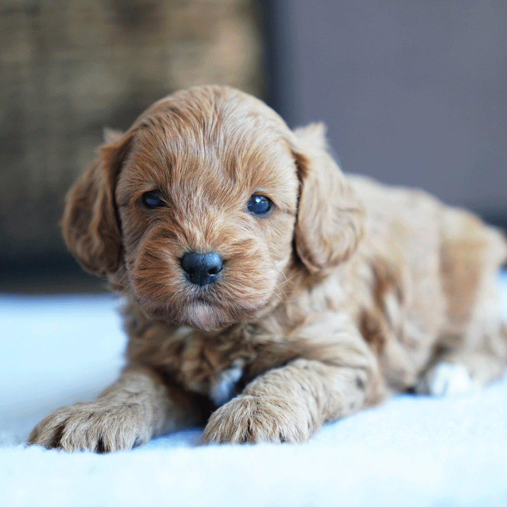 cavoodle-toy-puppies-for-sale-urban-puppies-melbourne-victoria-b3c