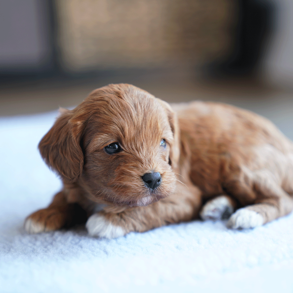 cavoodle-toy-puppies-for-sale-urban-puppies-melbourne-victoria-b4a