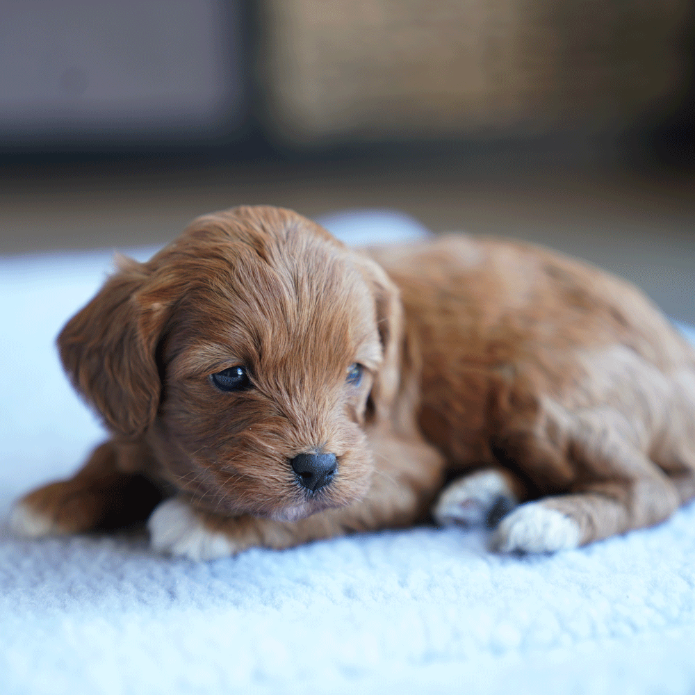 cavoodle-toy-puppies-for-sale-urban-puppies-melbourne-victoria-b4c