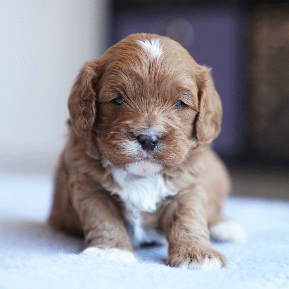 cavoodle-toy-puppies-for-sale-urban-puppies-melbourne-victoria-b5a