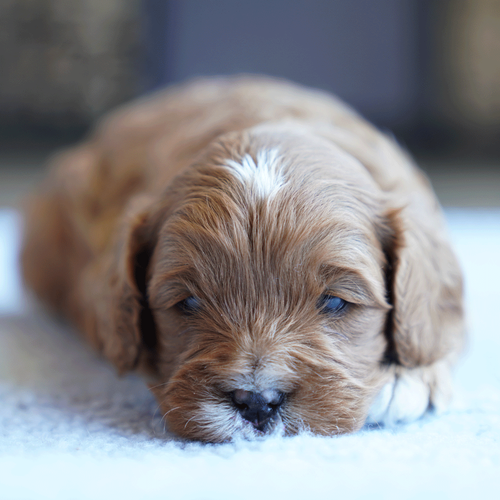 cavoodle-toy-puppies-for-sale-urban-puppies-melbourne-victoria-b5b