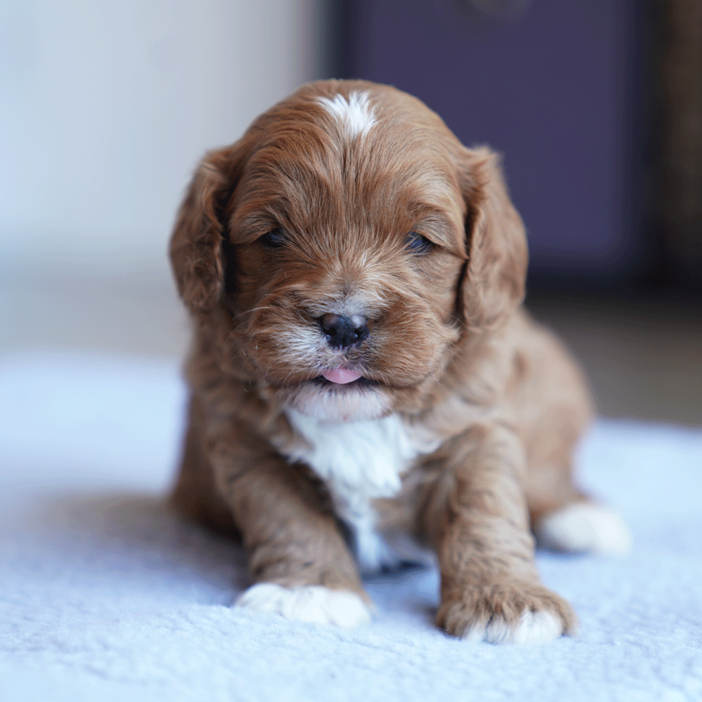 cavoodle-toy-puppies-for-sale-urban-puppies-melbourne-victoria-b5c