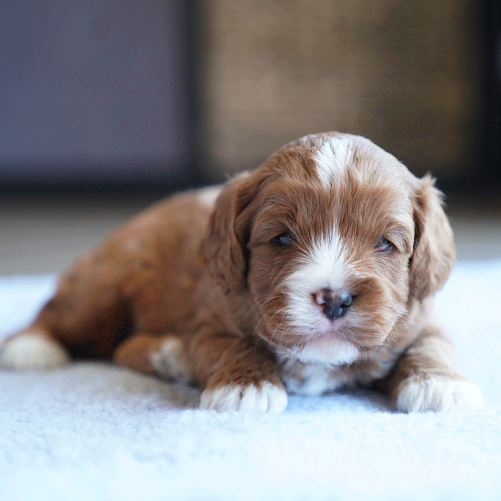 cavoodle-toy-puppies-for-sale-urban-puppies-melbourne-victoria-b6a