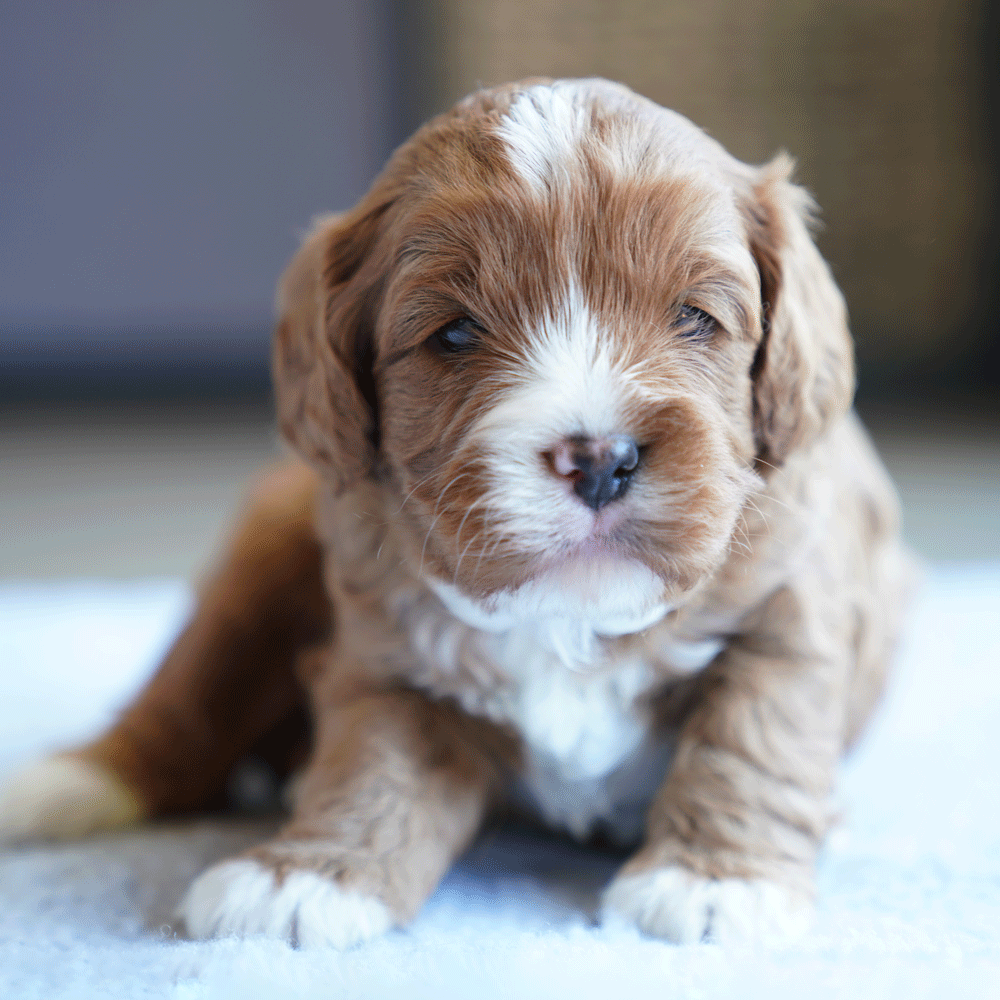 cavoodle-toy-puppies-for-sale-urban-puppies-melbourne-victoria-b6b