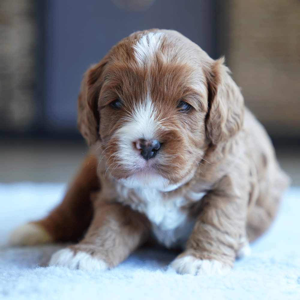 cavoodle-toy-puppies-for-sale-urban-puppies-melbourne-victoria-b6c