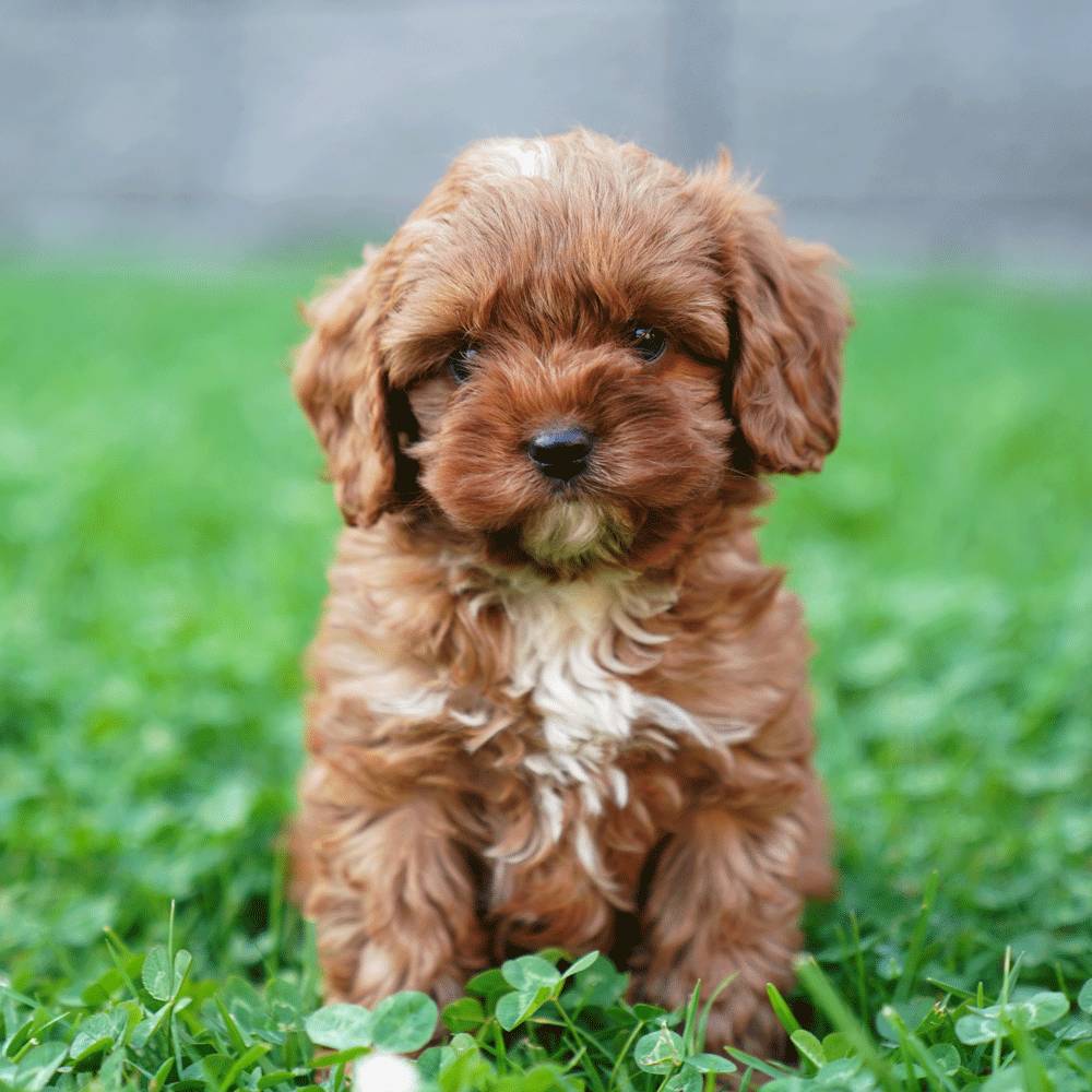 cavoodle-toy-puppies-for-sale-urban-puppies-melbourne-victoria-b1a