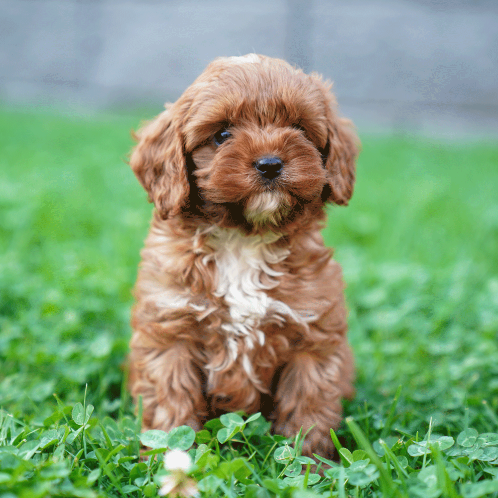 cavoodle-toy-puppies-for-sale-urban-puppies-melbourne-victoria-b1b