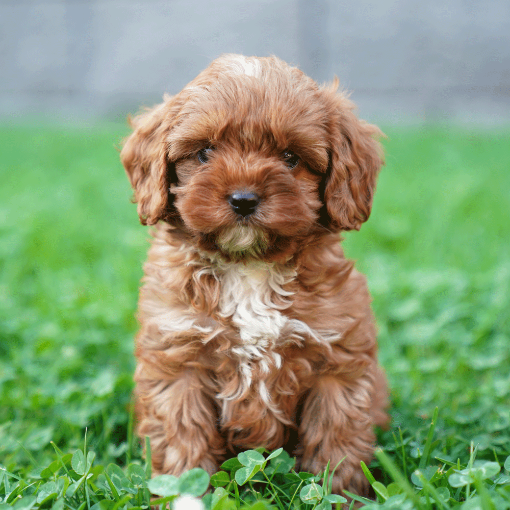 cavoodle-toy-puppies-for-sale-urban-puppies-melbourne-victoria-b1c