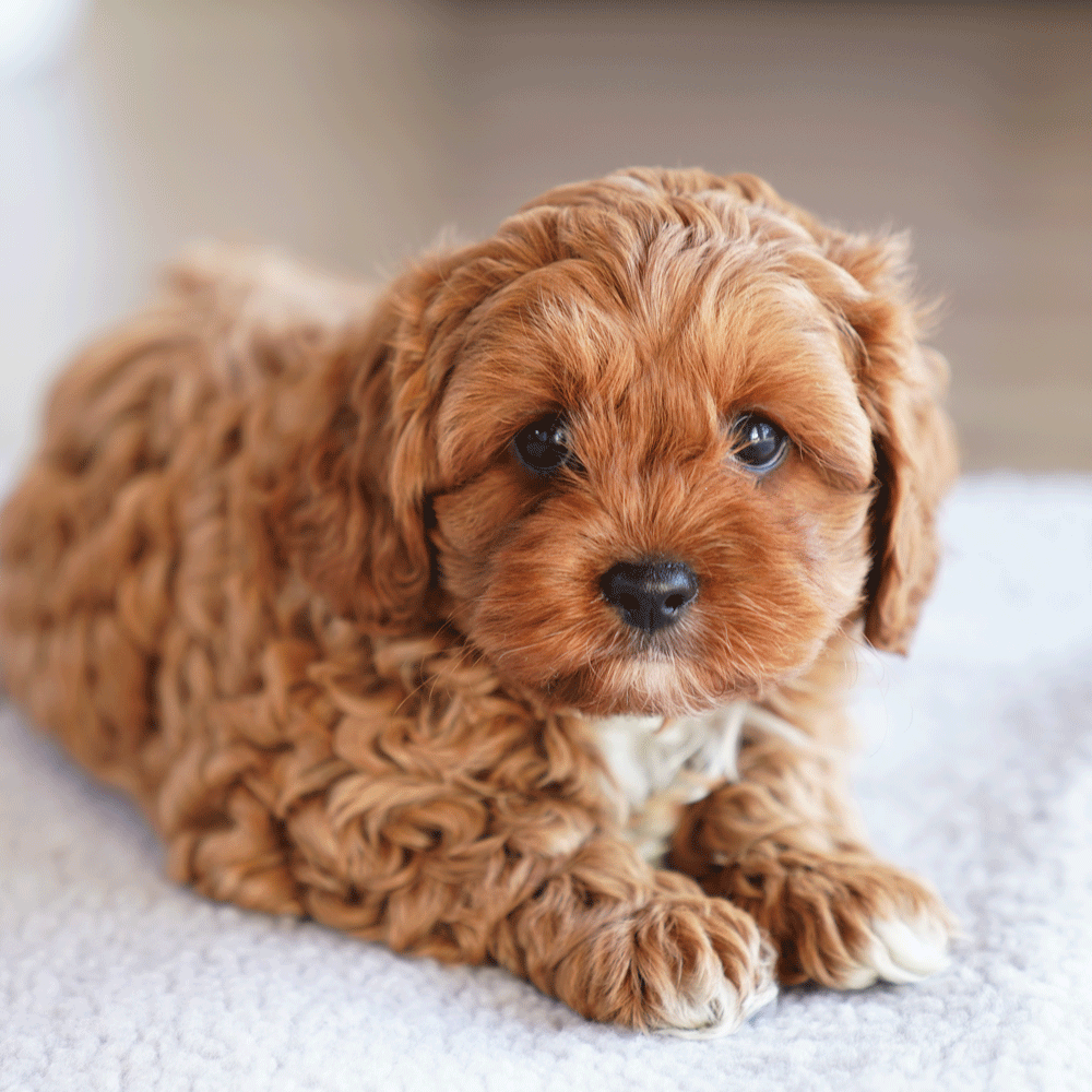 cavoodle-toy-puppies-for-sale-urban-puppies-melbourne-victoria-baa