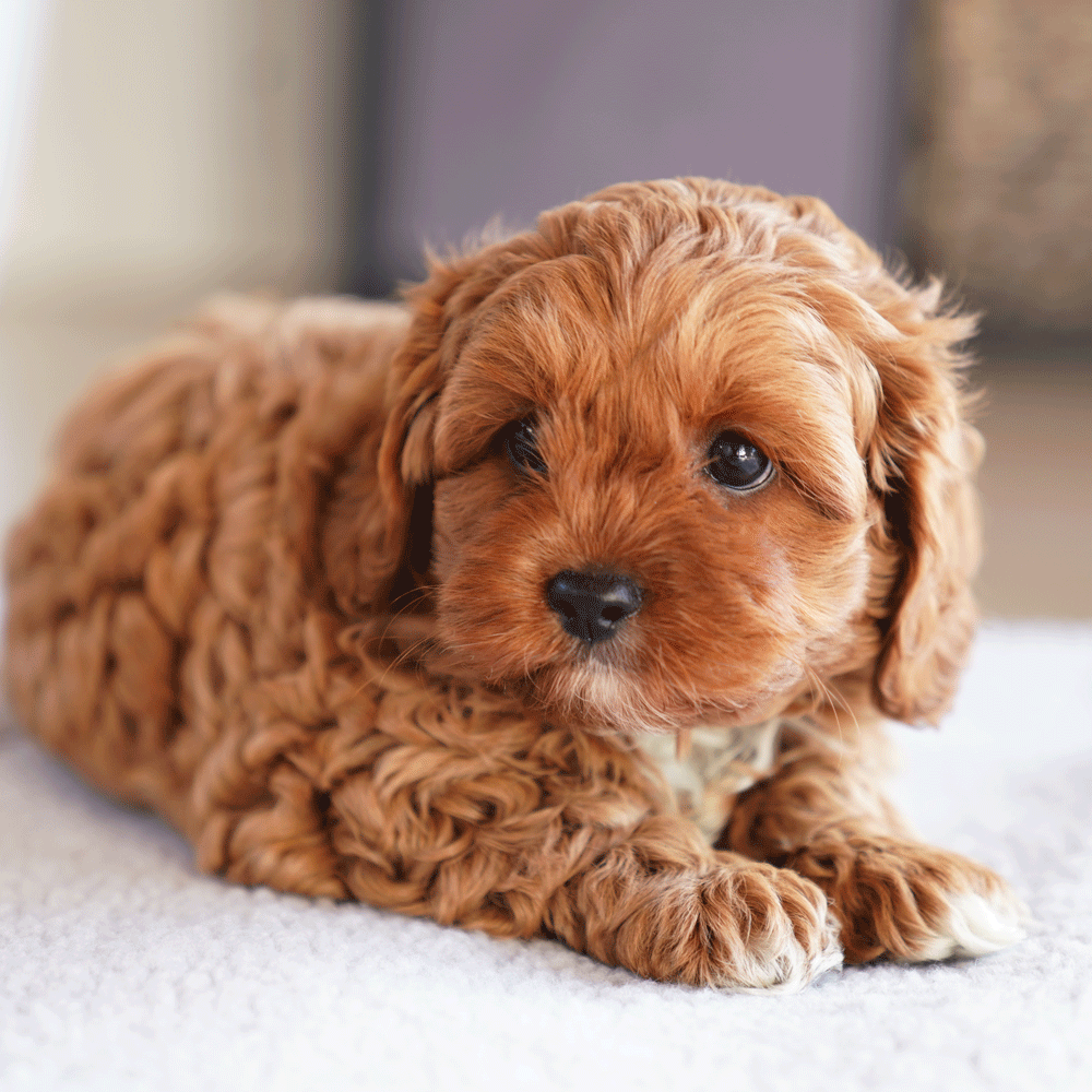 cavoodle-toy-puppies-for-sale-urban-puppies-melbourne-victoria-bab