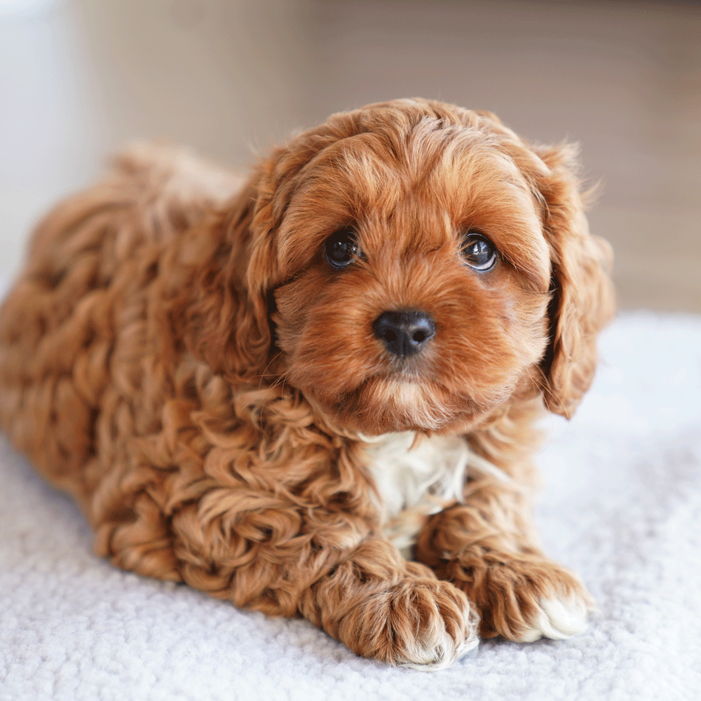 cavoodle-toy-puppies-for-sale-urban-puppies-melbourne-victoria-bac