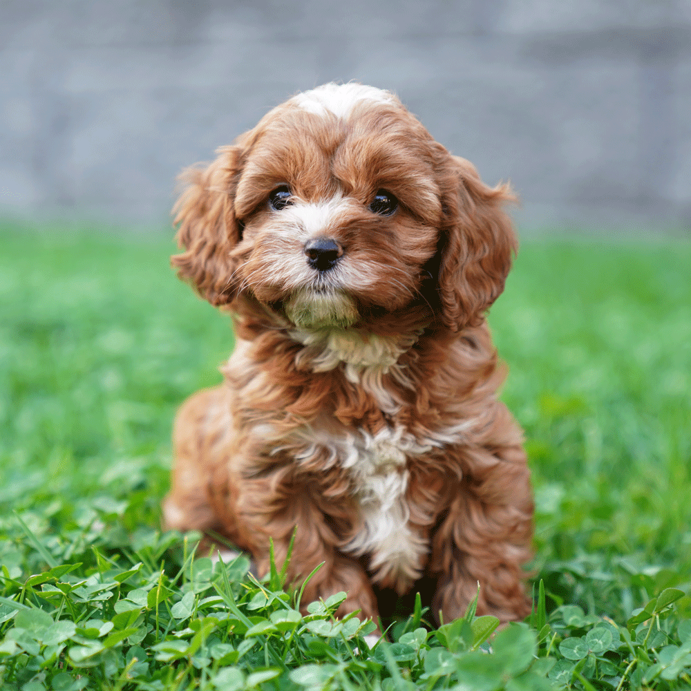 cavoodle-toy-puppies-for-sale-urban-puppies-melbourne-victoria-g1a