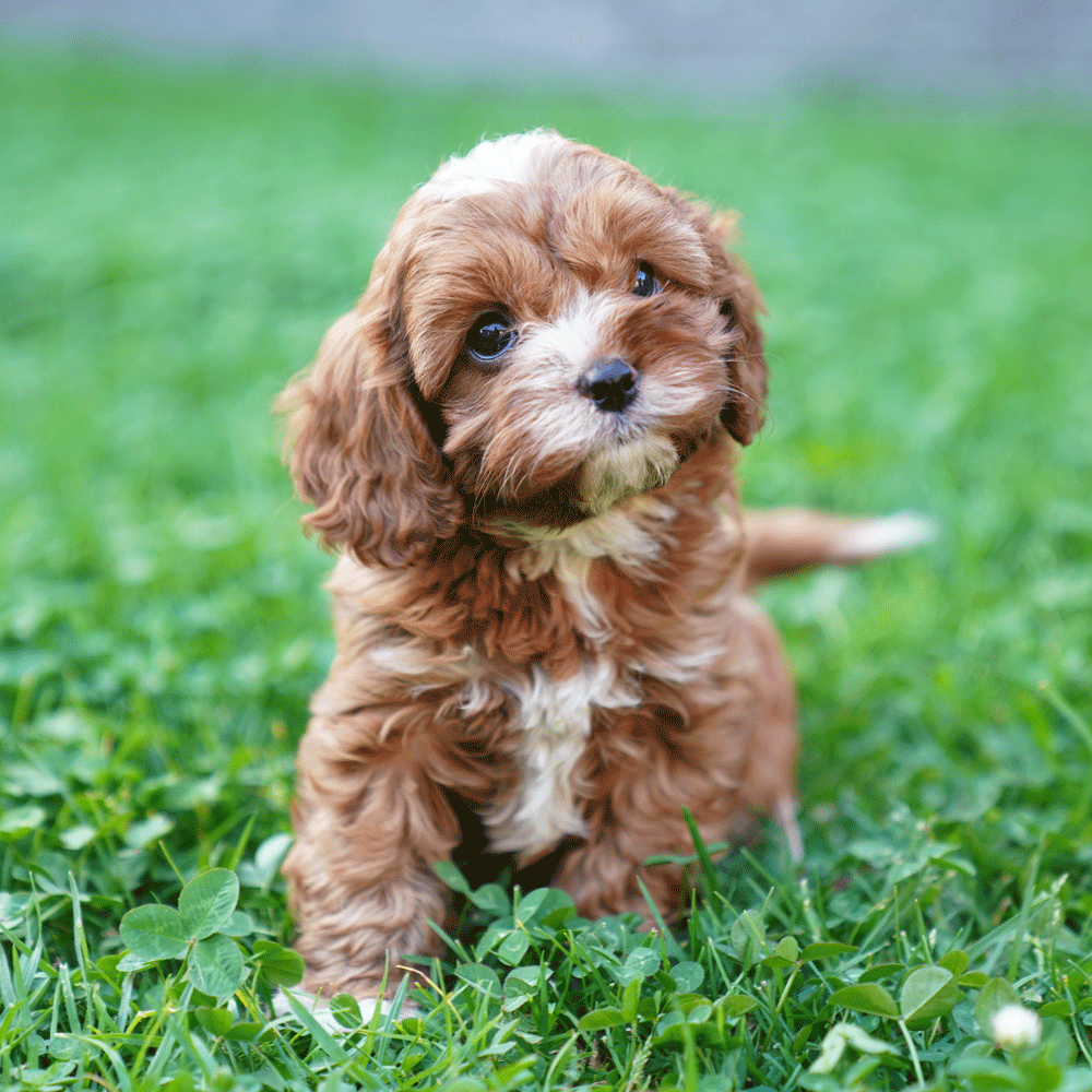 cavoodle-toy-puppies-for-sale-urban-puppies-melbourne-victoria-g1b