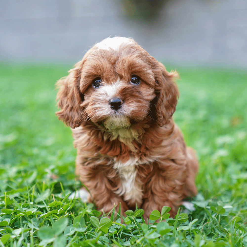 cavoodle-toy-puppies-for-sale-urban-puppies-melbourne-victoria-g1c