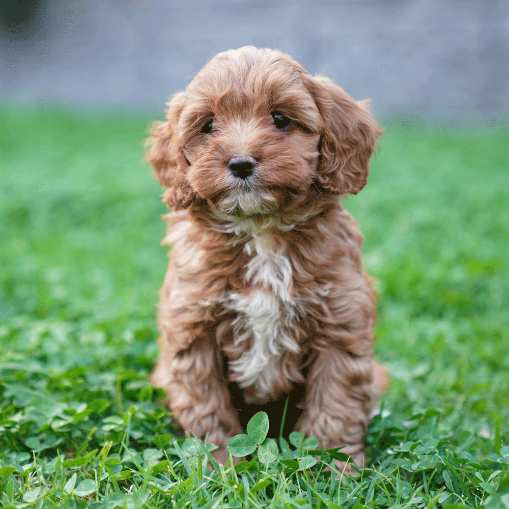 cavoodle-toy-puppies-for-sale-urban-puppies-melbourne-victoria-g2a