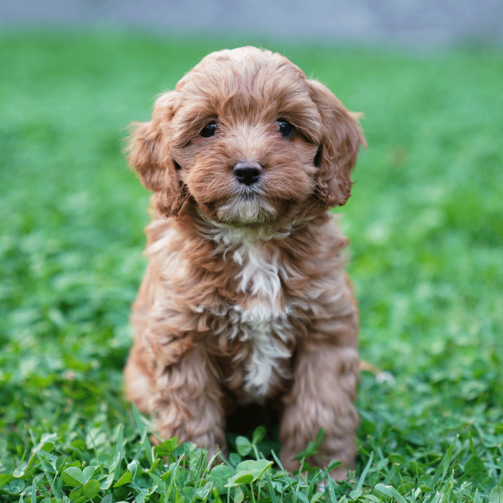 cavoodle-toy-puppies-for-sale-urban-puppies-melbourne-victoria-g2b