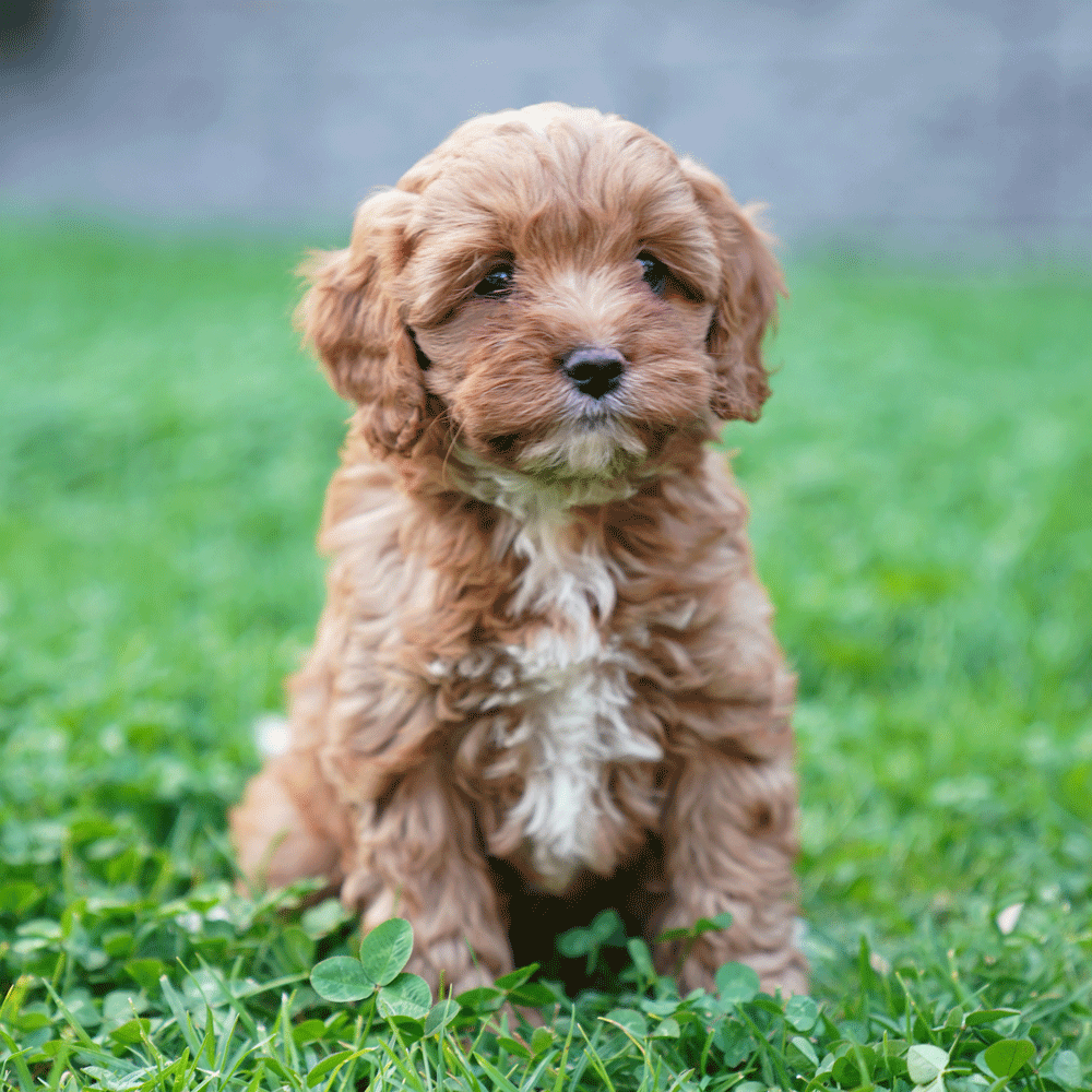cavoodle-toy-puppies-for-sale-urban-puppies-melbourne-victoria-g2c