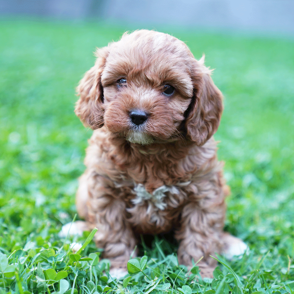 cavoodle-toy-puppies-for-sale-urban-puppies-melbourne-victoria-g3a