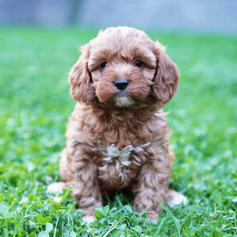 cavoodle-toy-puppies-for-sale-urban-puppies-melbourne-victoria-g3b