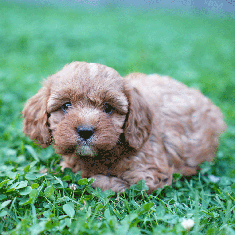 cavoodle-toy-puppies-for-sale-urban-puppies-melbourne-victoria-g3c