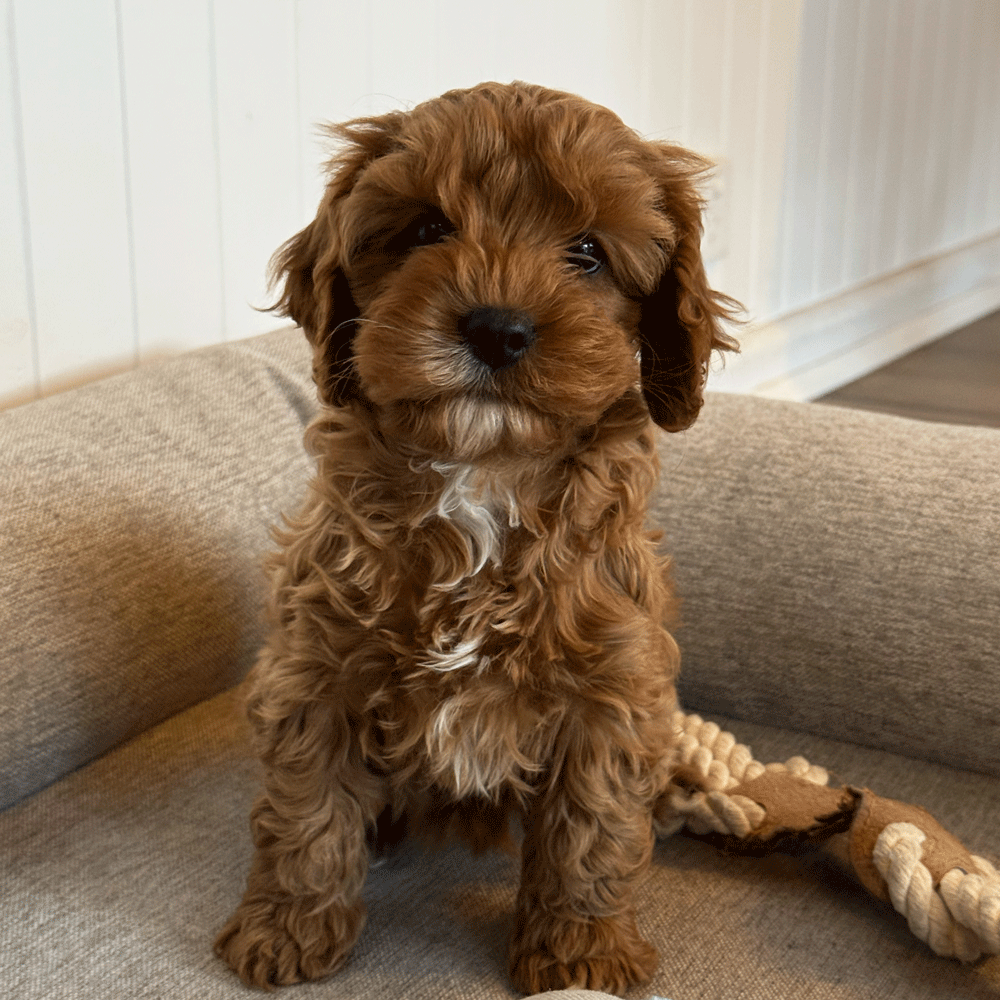 cavoodle-toy-puppies-for-sale-urban-puppies-melbourne-victoria-g1d