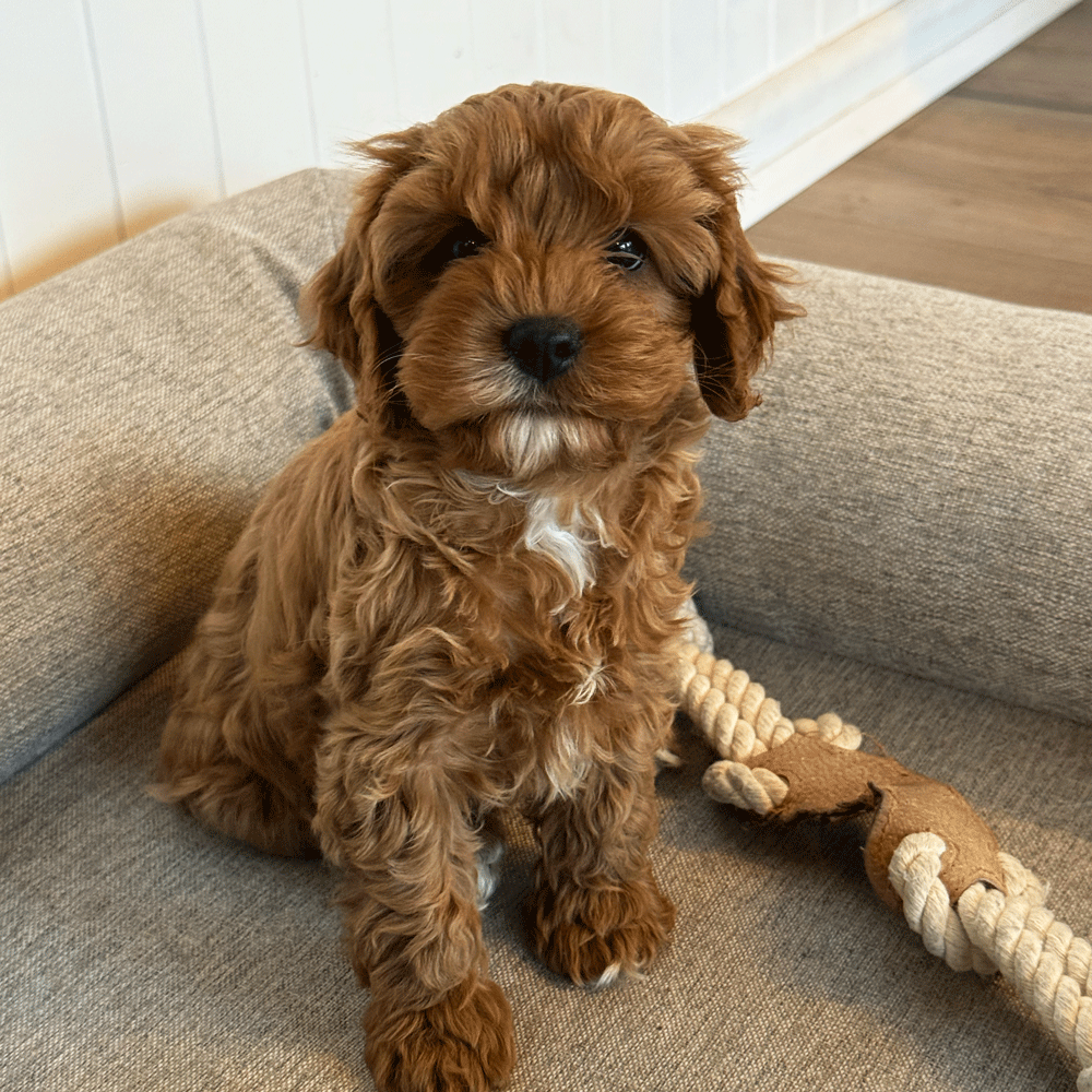 cavoodle-toy-puppies-for-sale-urban-puppies-melbourne-victoria-g1e
