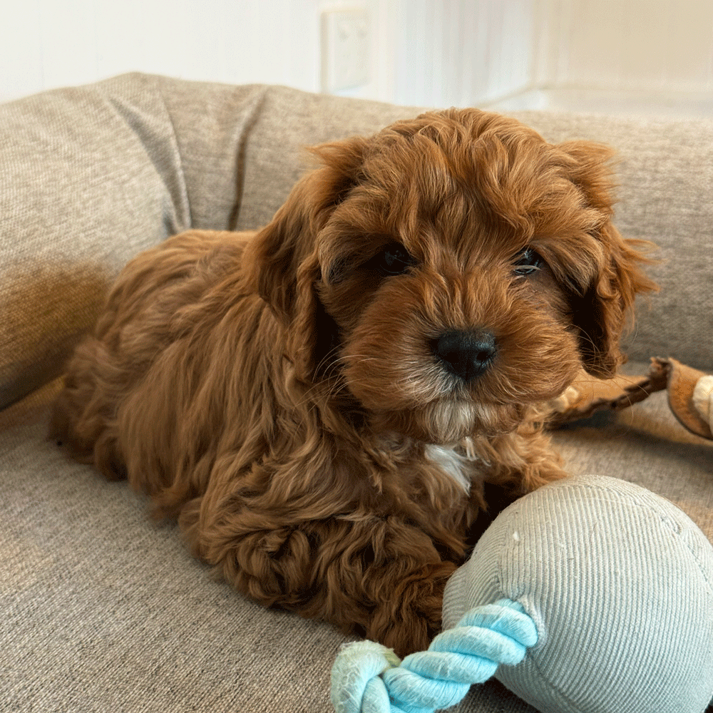 cavoodle-toy-puppies-for-sale-urban-puppies-melbourne-victoria-g1f