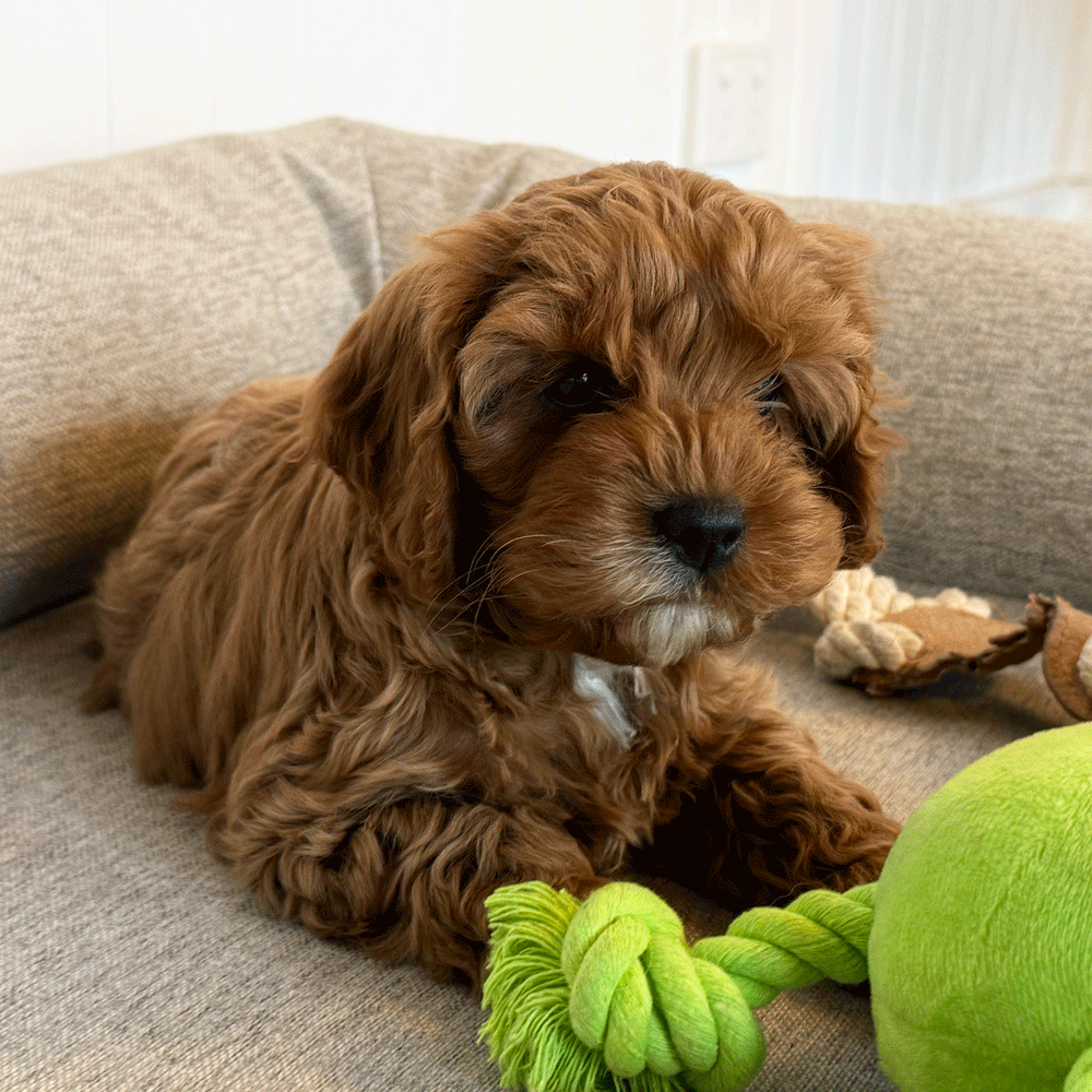 cavoodle-toy-puppies-for-sale-urban-puppies-melbourne-victoria-g1g
